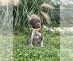 Small #4 German Shorthaired Pointer
