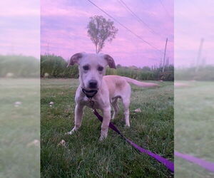 Jack Russell Terrier Dogs for adoption in Muskegon, MI, USA