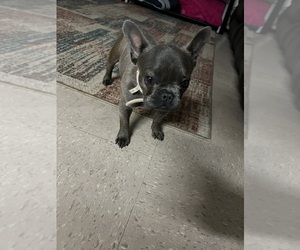 French Bulldog Puppy for sale in FT DENAUD, FL, USA