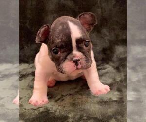 French Bulldog Puppy for sale in JOHNS ISLAND, SC, USA