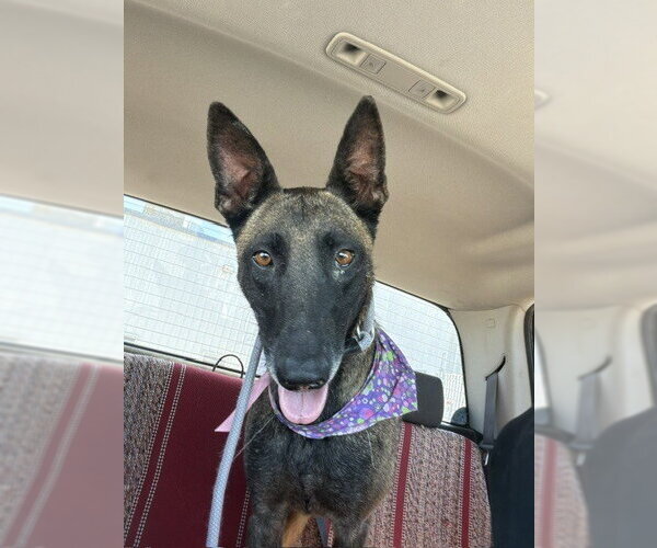 Medium Photo #2 Mutt Puppy For Sale in Imlay City, MI, USA