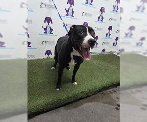 Mutt Dogs for adoption in Orlando, FL, USA