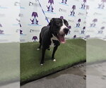 Small Mutt