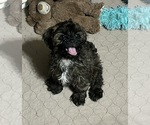 Martha - Female Shih-Poo Puppy for Sale - Photo #7