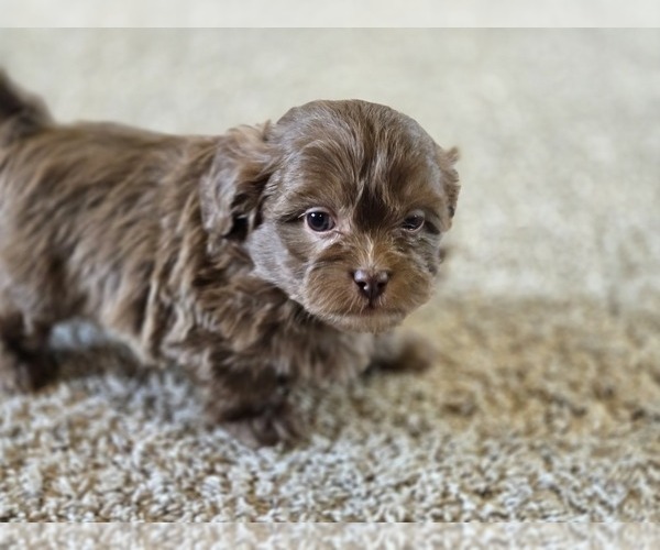 Medium Photo #1 ShihPoo Puppy For Sale in CARLYLE, IL, USA