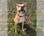 Small Photo #2 Boxer-Unknown Mix Puppy For Sale in Gibbstown, NJ, USA