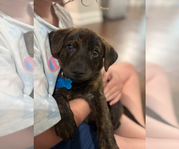 Medium Photo #1 Mutt Puppy For Sale in Plainfield, IL, USA