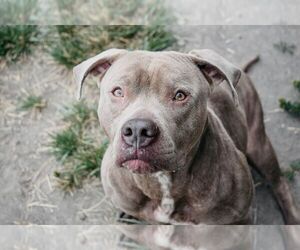 American Pit Bull Terrier Dogs for adoption in Longview, WA, USA