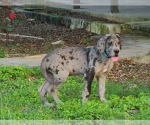 Great Dane Puppy for sale in LEANDER, TX, USA