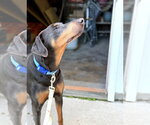 Small #5 Doberman Pinscher