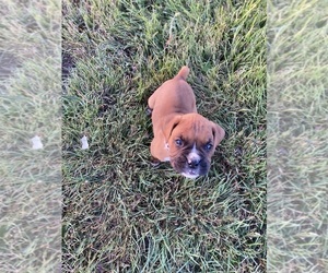 Boxer Puppy for sale in GREAT FALLS, MT, USA