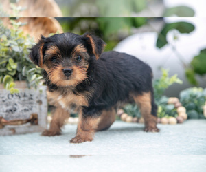 Medium Shorkie Tzu