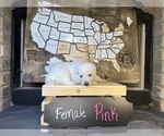 Small Photo #17 German Shepherd Dog Puppy For Sale in GARDEN CITY, TX, USA