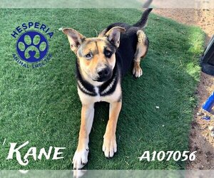 German Shepherd Dog-Unknown Mix Dogs for adoption in HESPERIA, CA, USA