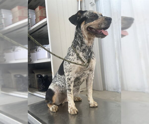 Medium Photo #1 Texas Heeler-Unknown Mix Puppy For Sale in Bakersfield, CA, USA