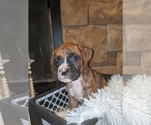 Boxer Puppy for sale in CUMBERLAND COLLEGE, KY, USA
