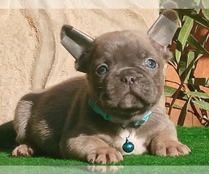 French Bulldog Puppy for sale in NEW YORK, NY, USA