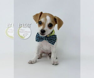 Medium Chihuahua Mix