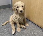 Puppy 1 Goldendoodle