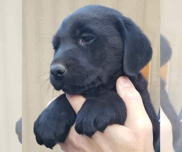 Medium Photo #82 Labrador Retriever Puppy For Sale in OLYMPIA, WA, USA