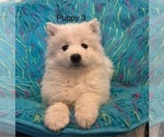 Small #2 Samoyed