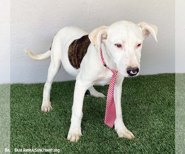 Medium Photo #2 American Pit Bull Terrier-Unknown Mix Puppy For Sale in San Diego, CA, USA