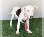 Small #1 American Pit Bull Terrier Mix