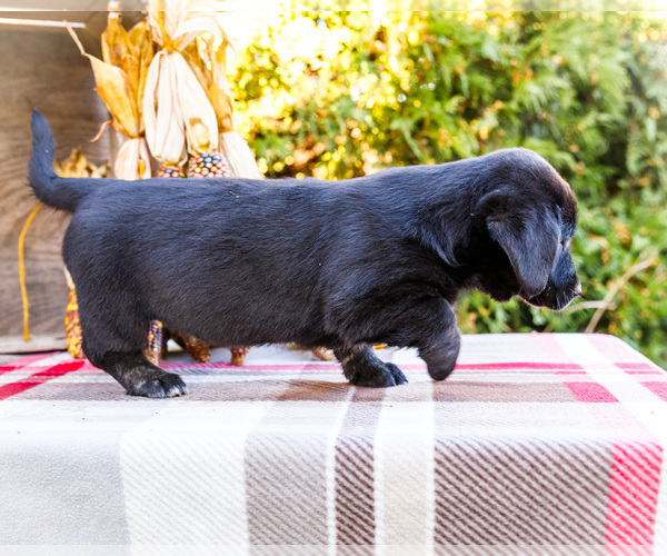 Medium Photo #5 Golden Retriever-Pembroke Welsh Corgi Mix Puppy For Sale in WAKARUSA, IN, USA
