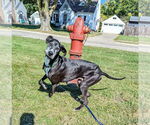 Small #11 Great Dane