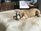 Puppy 1 Anatolian Shepherd