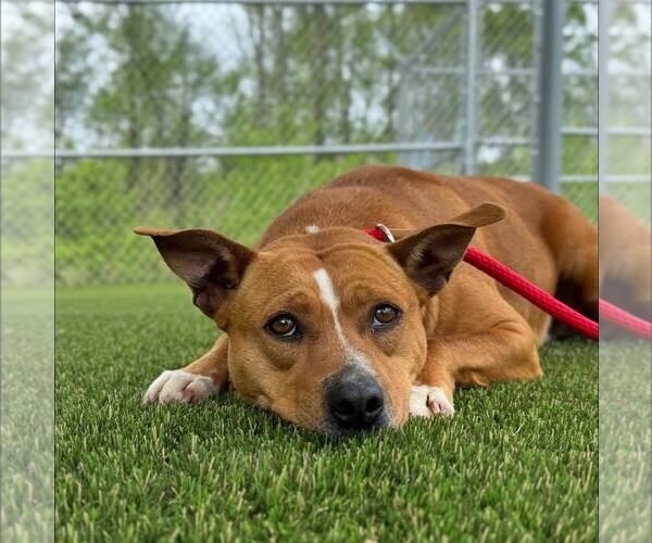 Medium Photo #1 Mutt Puppy For Sale in Shelburne, VT, USA