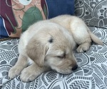 Puppy Bella Golden Labrador