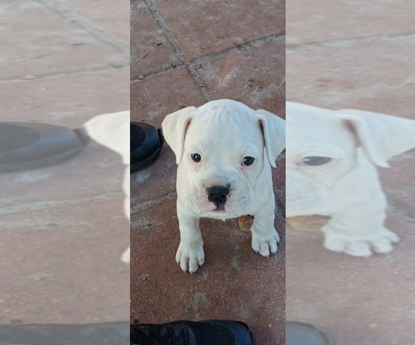 Medium Photo #1 Boxer Puppy For Sale in WILDWOOD, FL, USA