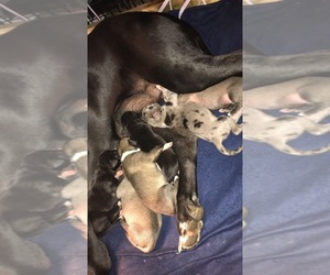 Great Dane Puppy for sale in ASH, NC, USA