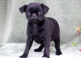 Pug Puppy for sale in MOUNT JOY, PA, USA