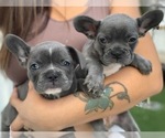 Puppy 5 French Bulldog