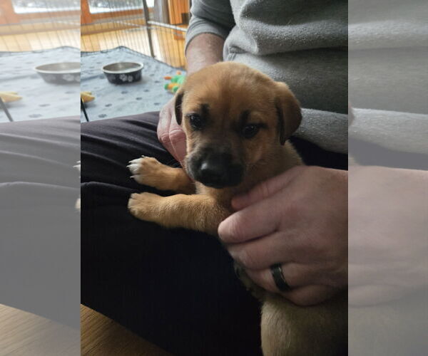 Medium Photo #1 Mutt Puppy For Sale in Plainfield, IL, USA