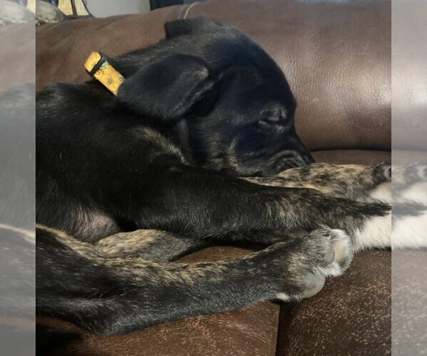 Medium Photo #2 Australian Shepherd-German Shepherd Dog Mix Puppy For Sale in New London, WI, USA