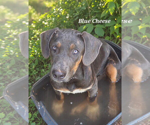 Medium Photo #2 Mutt Puppy For Sale in Canton, CT, USA