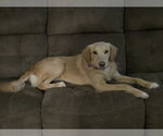 Small #11 Golden Labrador