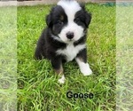 Small Photo #1 Australian Shepherd Puppy For Sale in WAXAHACHIE, TX, USA