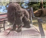 Small #9 Poodle (Miniature)