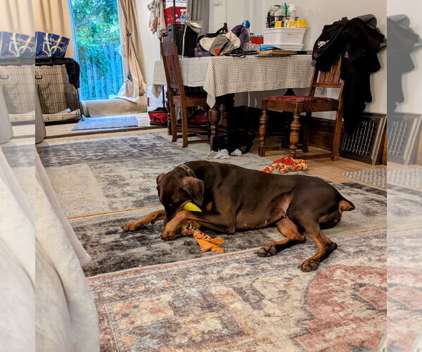 Medium Photo #2 Doberman Pinscher Puppy For Sale in Minneaoplis, MN, USA