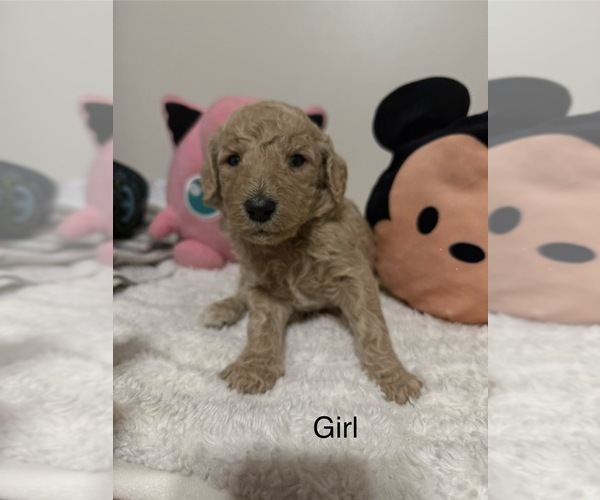 Medium Photo #1 Goldendoodle-Poodle (Standard) Mix Puppy For Sale in DENVER, CO, USA