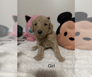 Medium Goldendoodle-Poodle (Standard) Mix