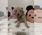 Puppy Puppy 1 Goldendoodle-Poodle (Standard) Mix