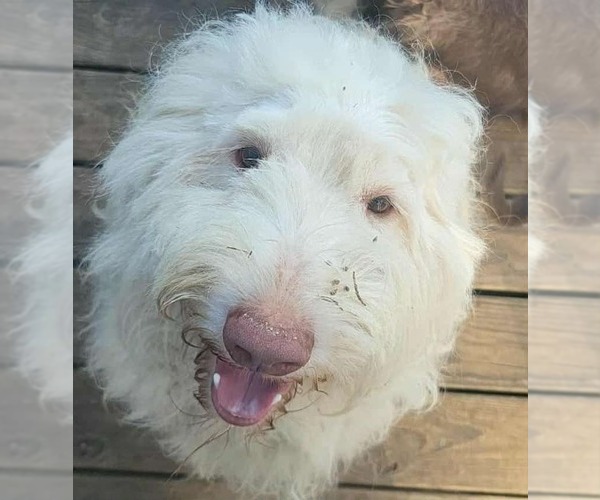 Medium Photo #2 Poodle (Miniature)-Unknown Mix Puppy For Sale in Scottsboro, AL, USA
