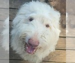 Small #1 Poodle (Miniature) Mix