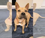 Small #1 American Staffordshire Terrier-Carolina Dog Mix