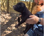 Small #3 American Pit Bull Terrier-Labrador Retriever Mix